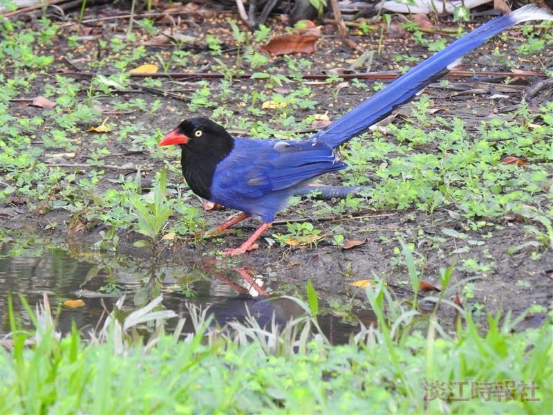 台灣藍鵲現蹤淡水校園