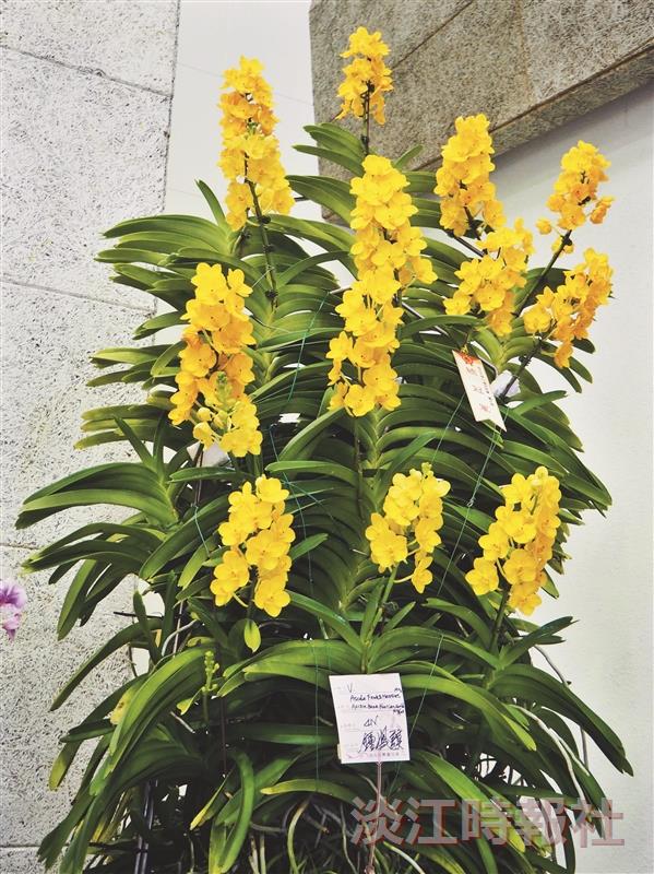 68週年校慶蘭花展  萬代蘭贏得總冠軍
