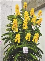 68週年校慶蘭花展  萬代蘭贏得總冠軍
