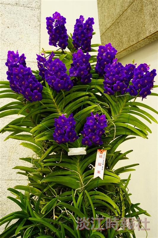 校慶蘭花展