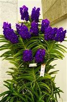 校慶蘭花展