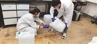 化學系抗疫急先鋒 調製次氯酸水供各單位取用