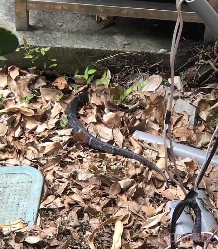 校園有蛇出沒