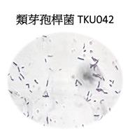 王三郎從蝦蟹殼廢材 釣出醫療開發商機