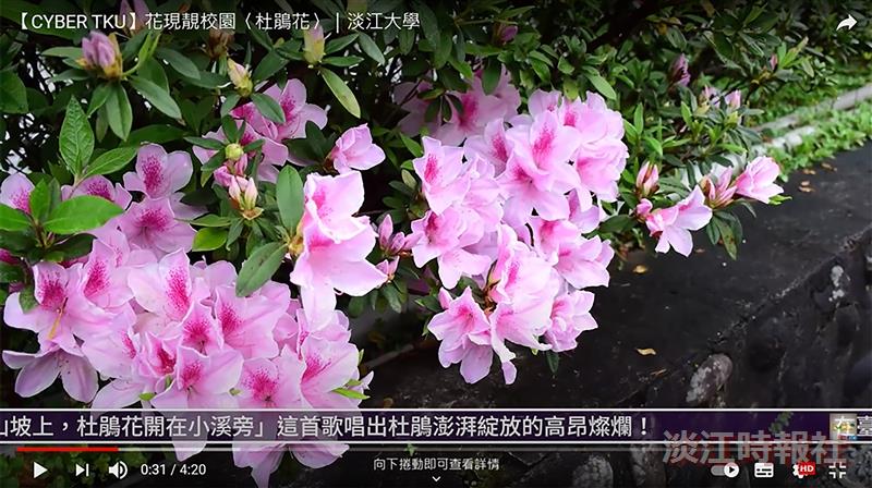 杜鵑綻放迎東風 三月錦簇綴淡江 賽博頻道帶您先睹為快