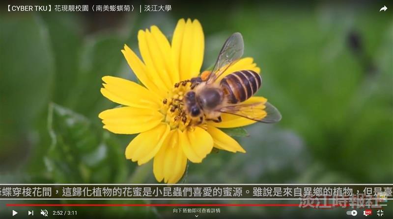 野地小黃花的魅惑 賽博頻道邀你共賞南美蟛蜞菊