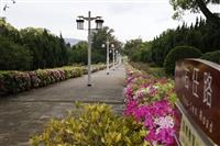 淡江宮燈大道杜鵑盛開