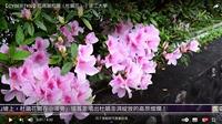 杜鵑綻放迎東風 三月錦簇綴淡江 賽博頻道帶您先睹為快
