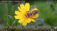 野地小黃花的魅惑 賽博頻道邀你共賞南美蟛蜞菊