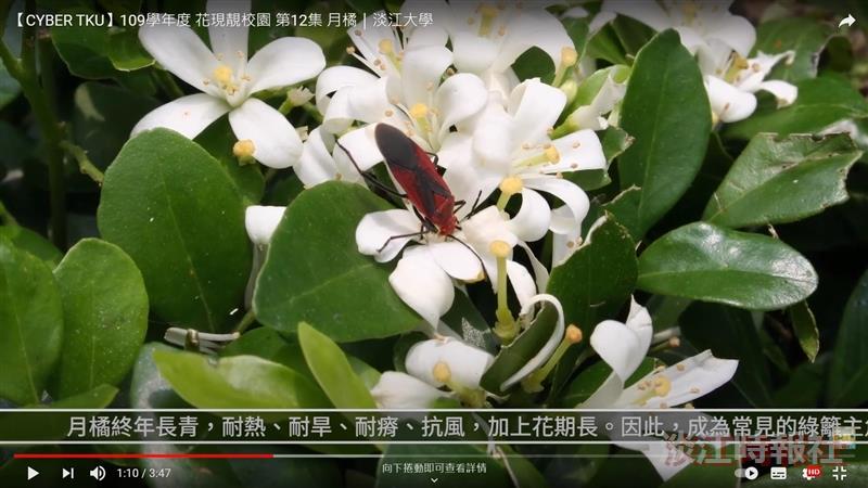 七里幽香浮動 賽博頻道帶您賞月橘謙謙雪魄