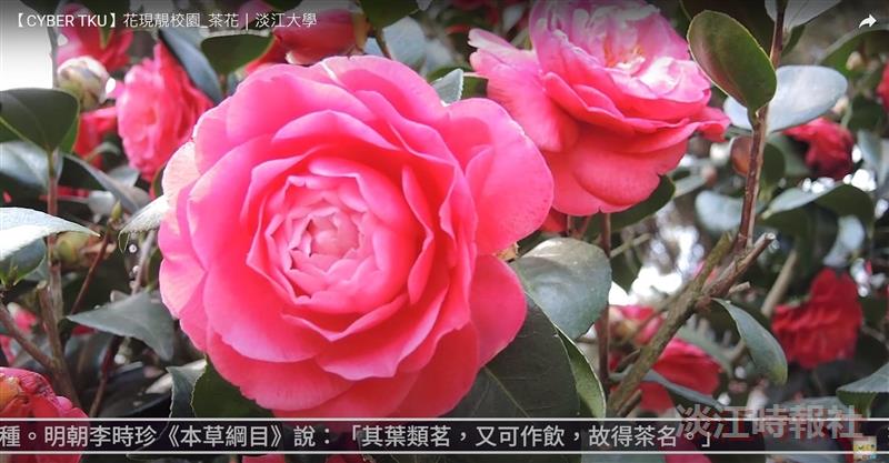 獨放早春枝 與梅戰風雪 賽博頻道帶您賞茶花