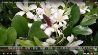 七里幽香浮動 賽博頻道帶您賞月橘謙謙雪魄