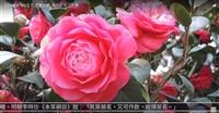 獨放早春枝 與梅戰風雪 賽博頻道帶您賞茶花