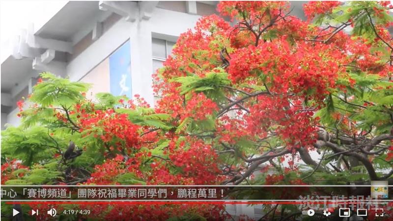 火紅花瓣惹離愁 賽博頻道帶你見證六月依依鳳凰木