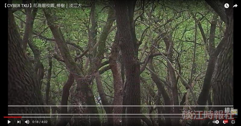 賽博頻道帶您一睹 氣勢幽貴 百蟲辟易的王者樟樹