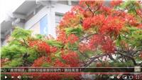火紅花瓣惹離愁 賽博頻道帶你見證六月依依鳳凰木
