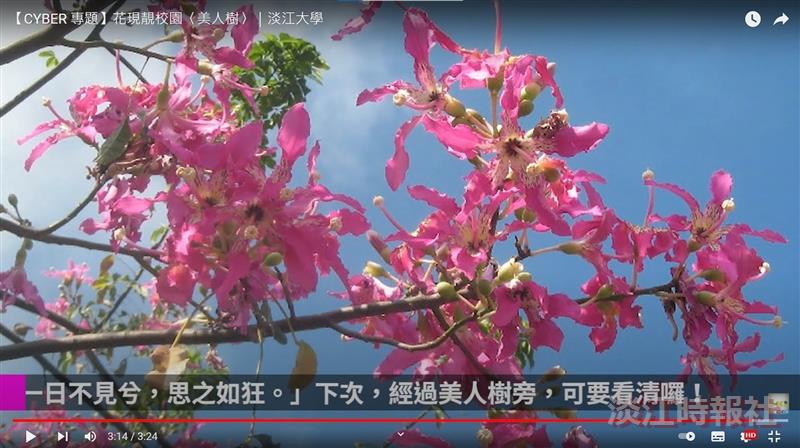 花現靚校園-美人樹