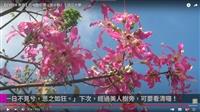 花現靚校園-美人樹