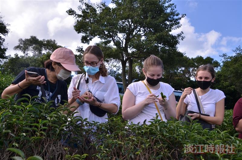 青銀共學　國際生與正德里民共享採茶樂