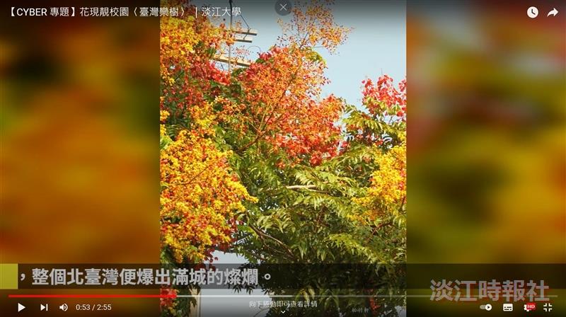 四季分明兮四色樹 賽博帶你賞臺灣欒