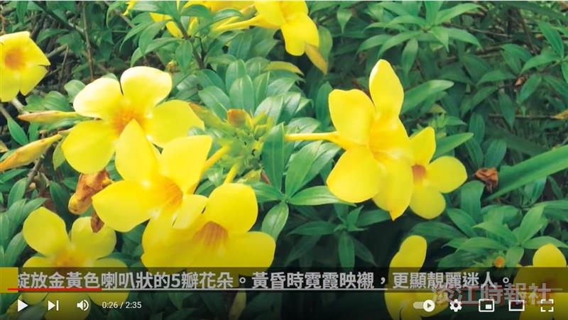 軟枝黃蟬