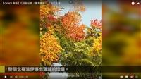 四季分明兮四色樹 賽博帶你賞臺灣欒