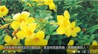 軟枝黃蟬