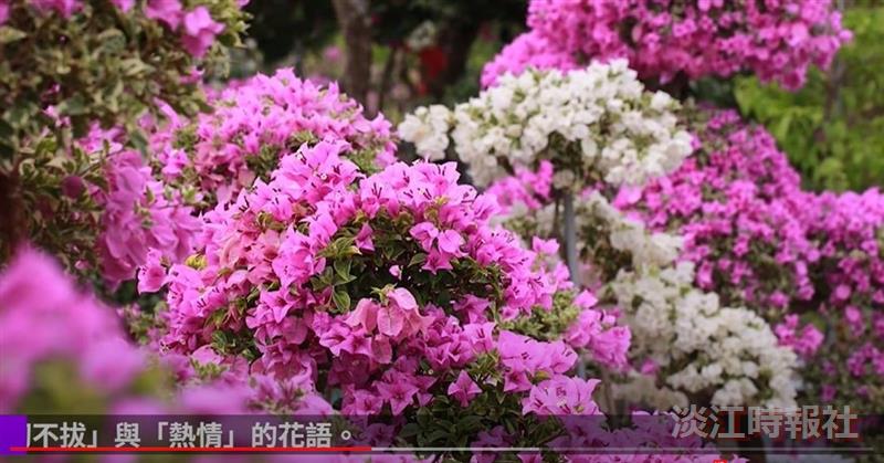 向陽花木總逢春 賽博帶你欣賞熱情九重葛