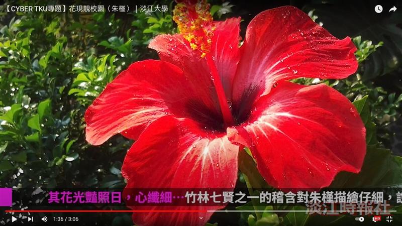 東方美人名朱槿 花心如蜜扶桑花 賽博頻道帶您校園尋蹤