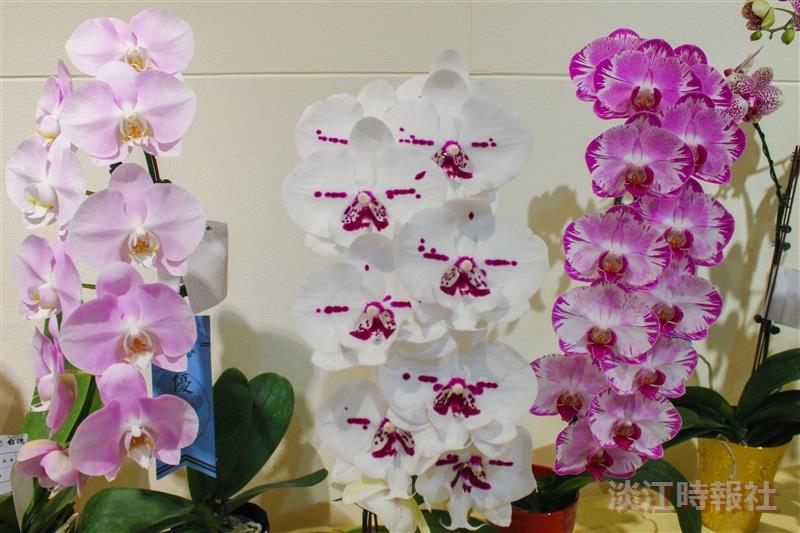 校慶蘭花展