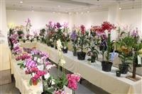 校慶蘭花展