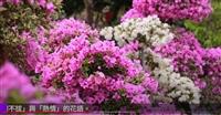 向陽花木總逢春 賽博帶你欣賞熱情九重葛