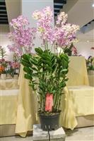 校慶蘭花展