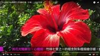 東方美人名朱槿 花心如蜜扶桑花 賽博頻道帶您校園尋蹤