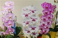 校慶蘭花展