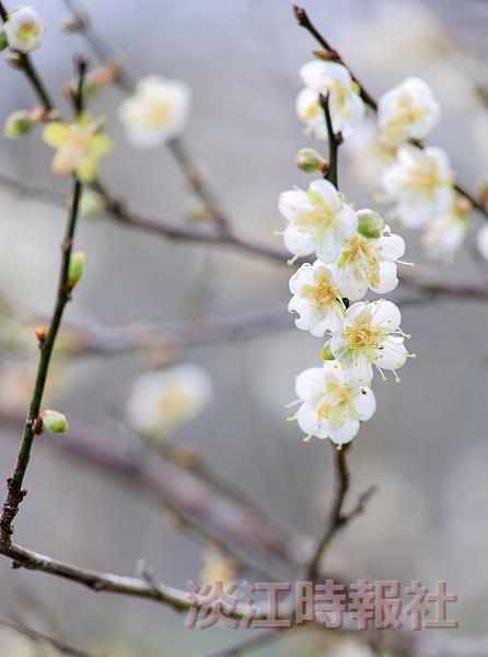 蘭陽校園梅園開花