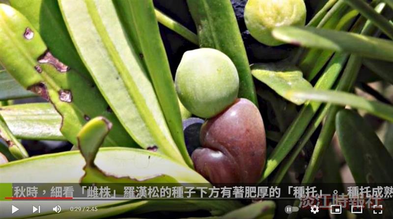 悟道菩提外 常青羅漢松  賽博頻道帶您共賞