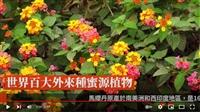 校園中的多色彩球 賽博帶您共賞繽紛馬纓丹