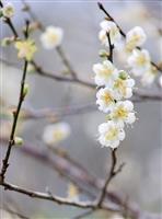 蘭陽校園梅園開花