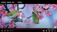 花間 林間 有情世間 賽博頻道為您留住淡江校園美麗瞬間