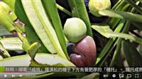 悟道菩提外 常青羅漢松  賽博頻道帶您共賞