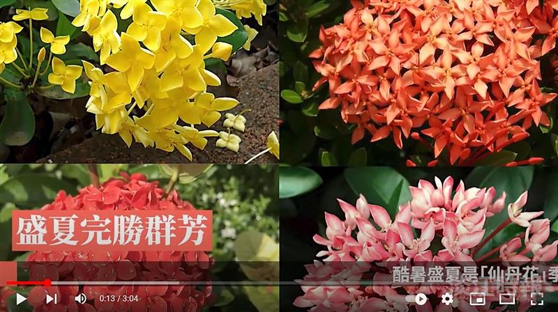 紅花豔 白花潔 黃花意纏綿 賽博頻道帶你細賞仙丹花