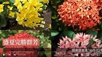 紅花豔 白花潔 黃花意纏綿 賽博頻道帶你細賞仙丹花