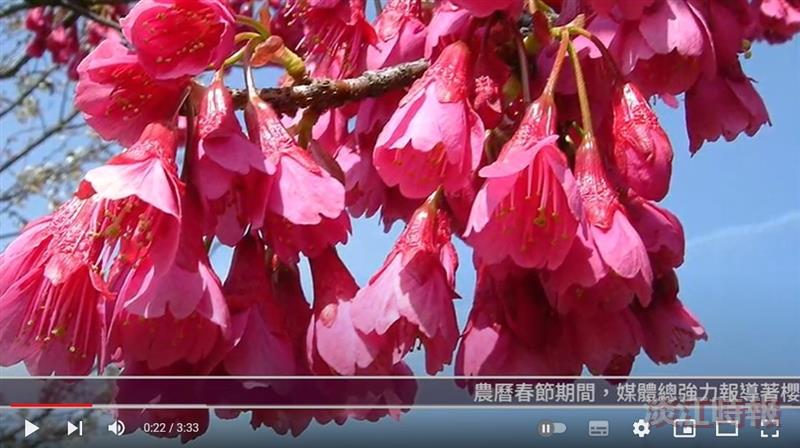 紅粉枝頭捎春信 落英飛舞展繽紛 賽博頻道帶您觀賞山櫻花