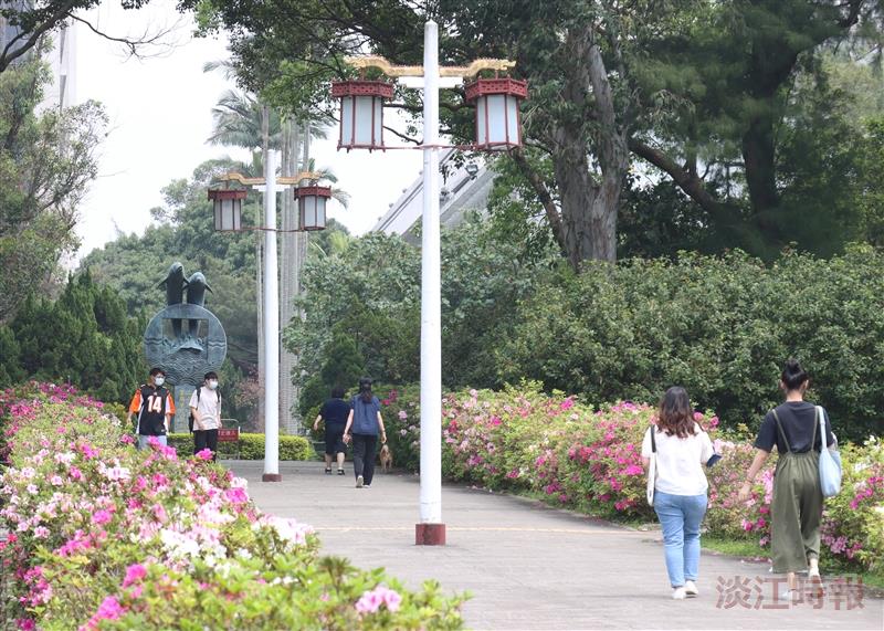 宮燈大道杜鵑嶄露繽紛色彩