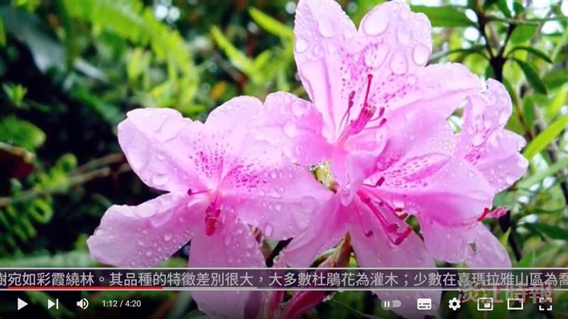 杜鵑盛開宮燈道 淡江初春攬勝時 賽博頻道帶您欣賞綻放杜鵑