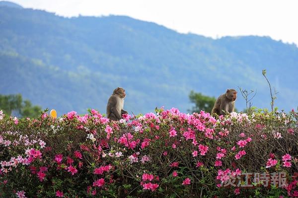 蘭陽校園杜鵑花開