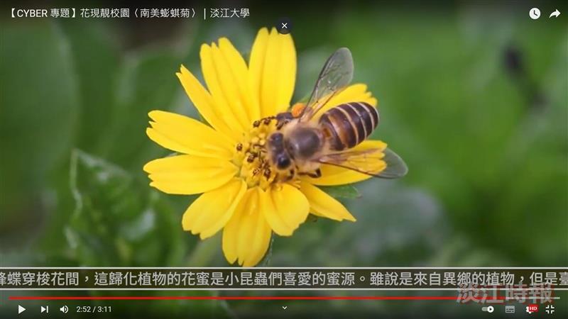 綠茵中的朵朵艷黃 賽博頻道帶您共賞南美蟛蜞菊