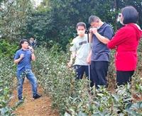 視障中心x農情食課 採茶製茶鮮體驗
