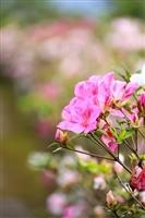 蘭陽校園杜鵑花開